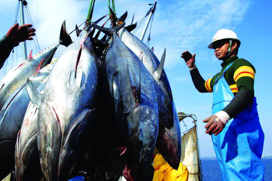 Thái Lan đối thủ đáng gờm của cá ngừ Việt Nam